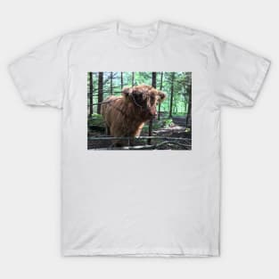 Scottish Highland Cattle Calf 1484 T-Shirt